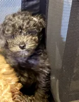 Grey an black an white Merle poodle, a male Poodle - Miniature  for sale in New York, NY – 3 of 10