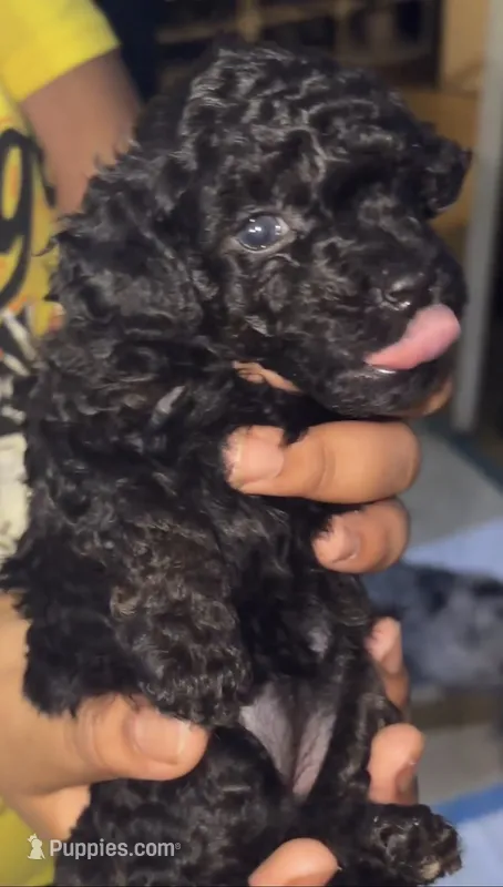 Lil girl  – Poodle - Toy  puppy for sale in New York, NY