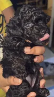 Lil girl , a female Poodle - Toy  for sale in New York, NY – 1 of 6