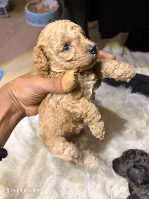 Golden child  – Poodle - Toy  puppy for sale in New York, NY