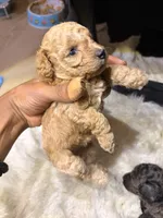 Golden child , a female Poodle - Toy  for sale in New York, NY – 1 of 6