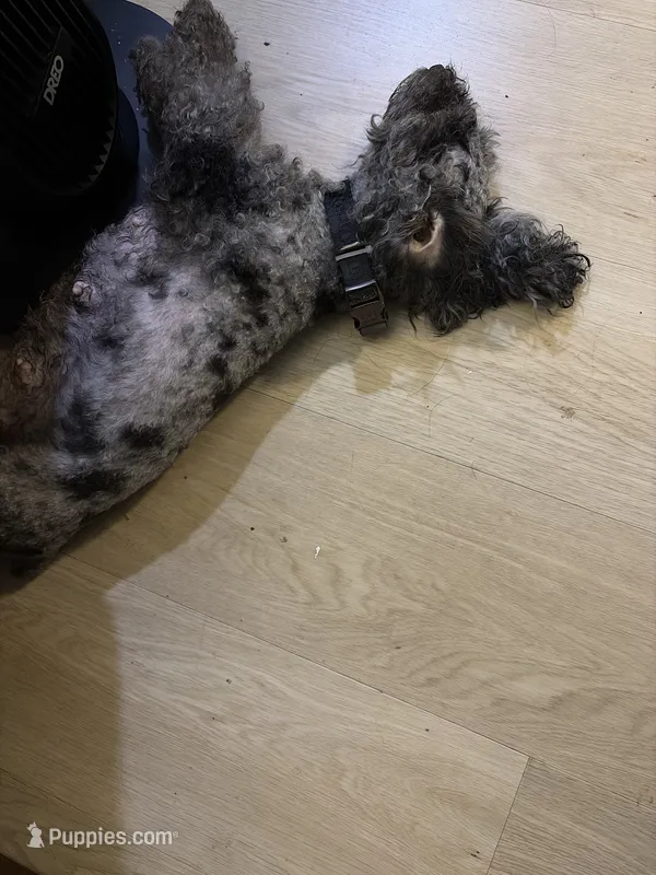  Merle poodle – Poodle - Toy  puppy for sale in New York, NY