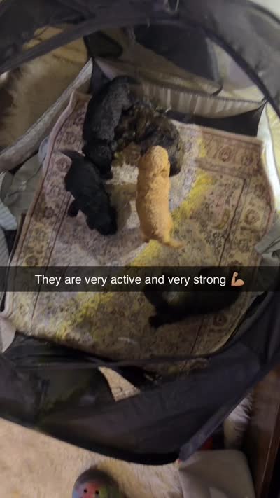  Teddy bear poodle  Merle , a male Poodle - Toy  for sale in New York, NY – 4 of 5