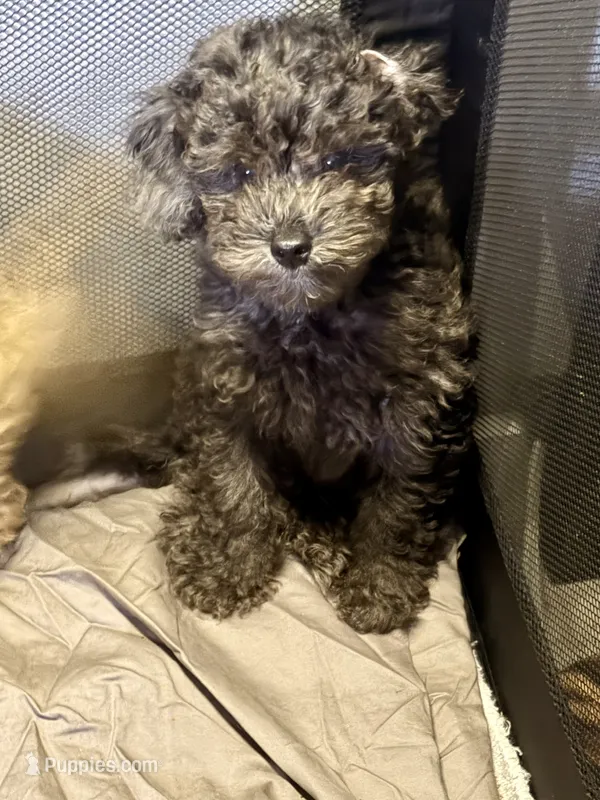 Grey an black an white Merle poodle – Poodle - Miniature  puppy for sale in New York, NY