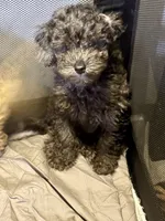 Grey an black an white Merle poodle, a male Poodle - Miniature  for sale in New York, NY – 1 of 10