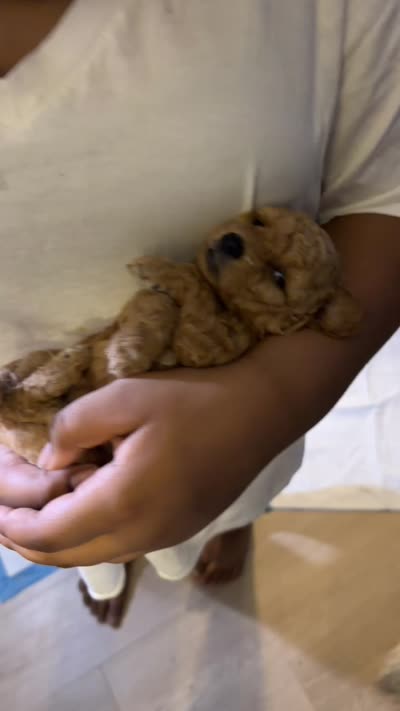 Golden child , a female Poodle - Toy  for sale in New York, NY – 4 of 7