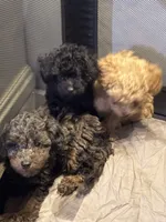 Midnight , a female Poodle - Toy  for sale in New York, NY – 3 of 9