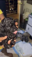 Lil girl , a female Poodle - Toy  for sale in New York, NY – 2 of 6