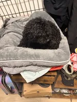 Midnight , a female Poodle - Toy  for sale in New York, NY – 6 of 7