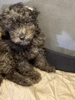 Grey an black an white Merle poodle, a male Poodle - Miniature  for sale in New York, NY – 2 of 10