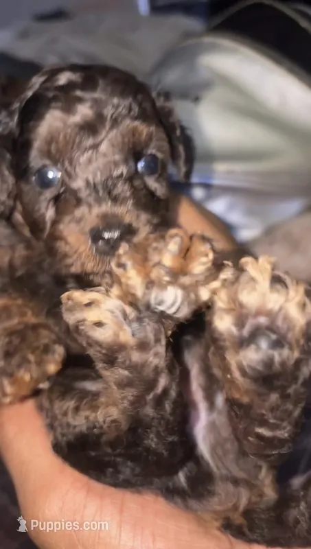  Merle poodle – Poodle - Toy  puppy for sale in New York, NY