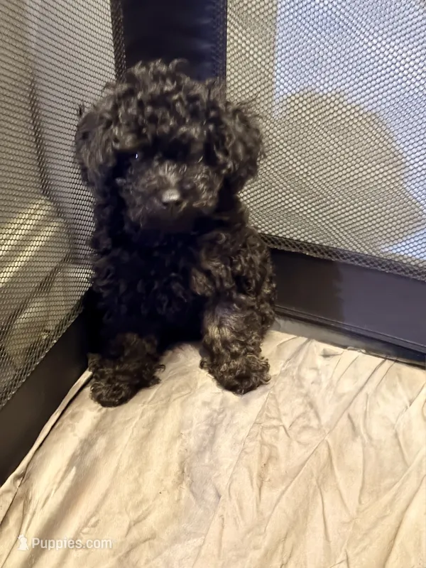 Midnight  – Poodle - Toy  puppy for sale in New York, NY
