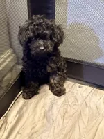 Midnight , a female Poodle - Toy  for sale in New York, NY – 1 of 9