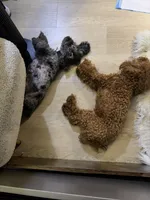 Midnight , a female Poodle - Toy  for sale in New York, NY – 4 of 4