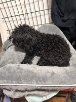 Midnight , a female Poodle - Toy  for sale in New York, NY – 5 of 7