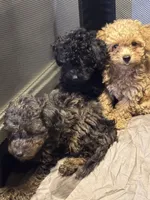 Golden girl , a female Poodle - Toy  for sale in New York, NY – 9 of 10