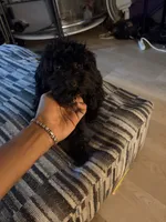 Midnight , a female Poodle - Toy  for sale in New York, NY – 3 of 7