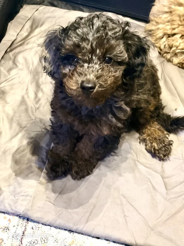  Merle 3tone blk/ grey brown poodle  – Poodle - Toy  puppy for sale in New York, NY