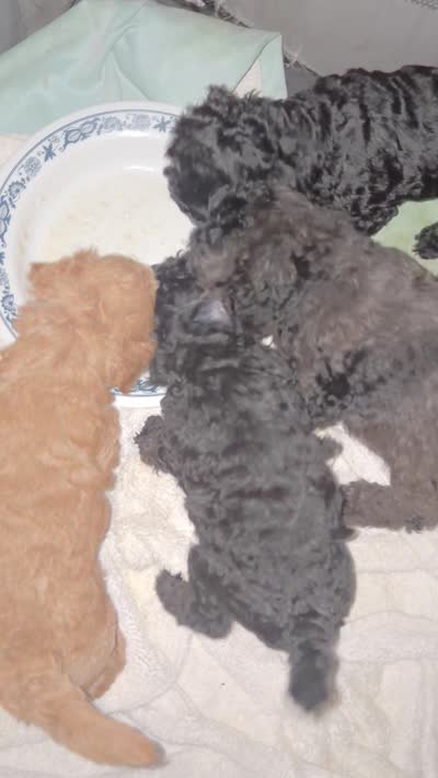 Lil girl , a female Poodle - Toy  for sale in New York, NY – 4 of 6