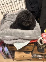 Midnight , a female Poodle - Toy  for sale in New York, NY – 4 of 7