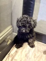 Midnight , a female Poodle - Toy  for sale in New York, NY – 2 of 9