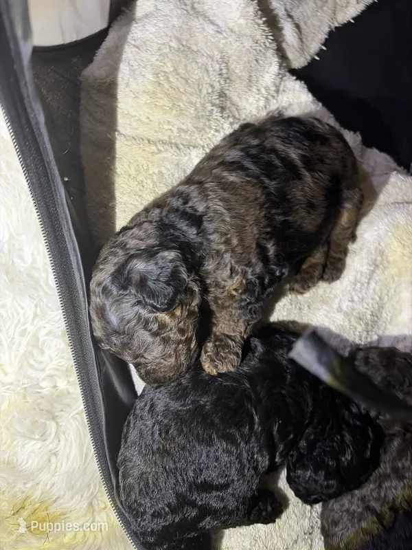 Mr brown  – Poodle - Toy  puppy for sale in New York, NY