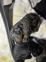 Mr brown , a male Poodle - Toy  for sale in New York, NY – 1 of 5
