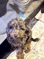  Merle 3tone blk/ grey brown poodle , a male Poodle - Toy  for sale in New York, NY – 2 of 8
