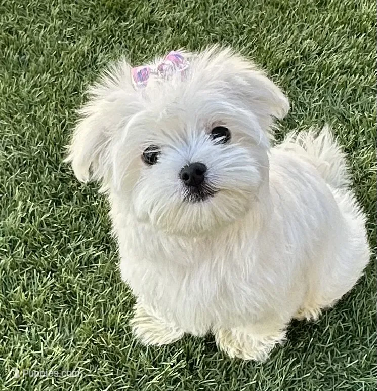 Miss pink – Maltese puppy on hold in Buckeye, AZ
