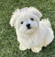 Miss pink, a female Maltese for sale in Buckeye, AZ – 1 of 4