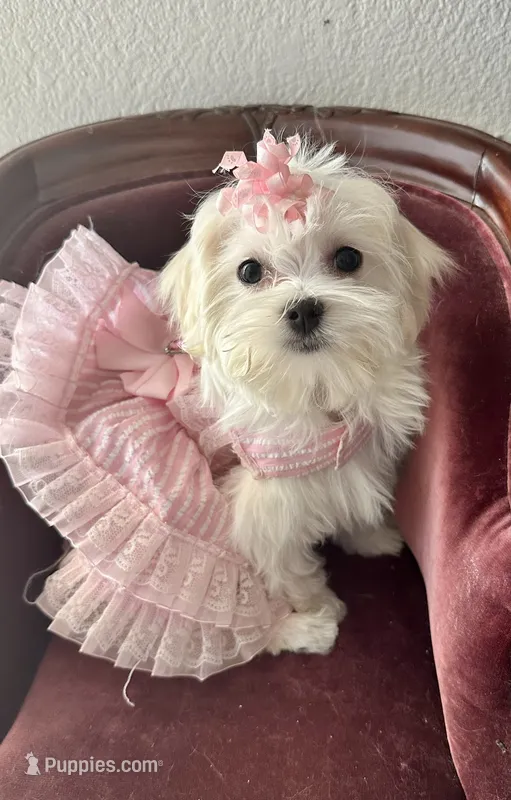 Bell miss Yellow – Maltese puppy on hold in Buckeye, AZ