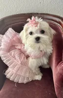 Bell miss Yellow, a female Maltese for sale in Buckeye, AZ – 1 of 10