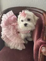Bell miss Yellow, a female Maltese for sale in Buckeye, AZ – 6 of 10