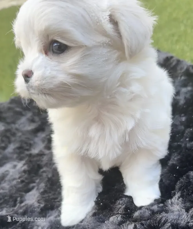 Mr. Bogango, a male Maltese for sale in Buckeye, AZ – 1 of 3
