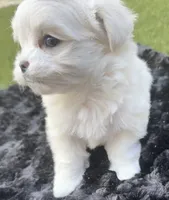 Mr. Bogango, a male Maltese for sale in Buckeye, AZ – 1 of 3