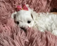 AKC Cinderella , a female Maltese for sale in Buckeye, AZ – 1 of 4
