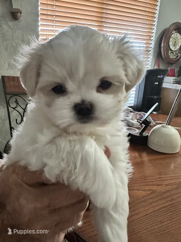 Mr. Bogango – Maltese puppy for sale in Buckeye, AZ