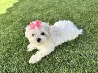 Miss pink, a female Maltese for sale in Buckeye, AZ – 4 of 4