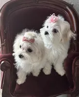 Sleeping Beauty miss bright pink, a female Maltese for sale in Buckeye, AZ – 5 of 10