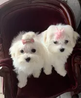 Sleeping Beauty miss bright pink, a female Maltese for sale in Buckeye, AZ – 7 of 10