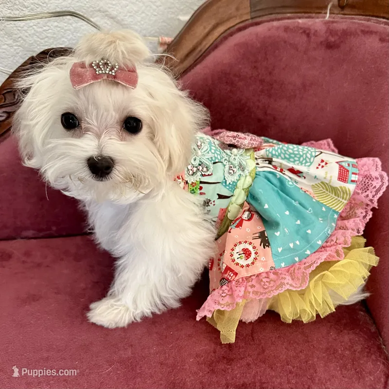 Sleeping Beauty miss bright pink – Maltese puppy on hold in Buckeye, AZ