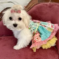 Sleeping Beauty miss bright pink, a female Maltese for sale in Buckeye, AZ – 1 of 10