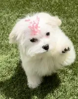 Bell miss Yellow, a female Maltese for sale in Buckeye, AZ – 9 of 10