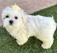 Akc Miss Yellow, a female Maltese for sale in Buckeye, AZ – 4 of 4