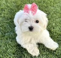 Akc Miss bright pink, a female Maltese for sale in Buckeye, AZ – 2 of 4