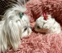 AKC Cinderella , a female Maltese for sale in Buckeye, AZ – 3 of 4