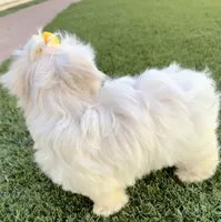 Akc Miss Yellow, a female Maltese for sale in Buckeye, AZ – 2 of 4
