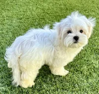 AKC Mr. Blue, a male Maltese for sale in Buckeye, AZ – 3 of 4