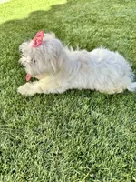 Miss pink, a female Maltese for sale in Buckeye, AZ – 3 of 4