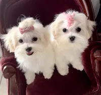Bell miss Yellow, a female Maltese for sale in Buckeye, AZ – 8 of 10